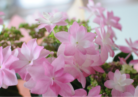 あじさいの鉢植え ダンスパーティ 5号鉢 母の日に贈る花 アジサイ