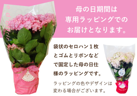 あじさいの鉢植え ダンスパーティ 5号鉢 母の日に贈る花