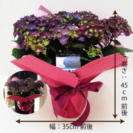 産地直送 あじさいの鉢植え ディープパープル 5号鉢 母の日に