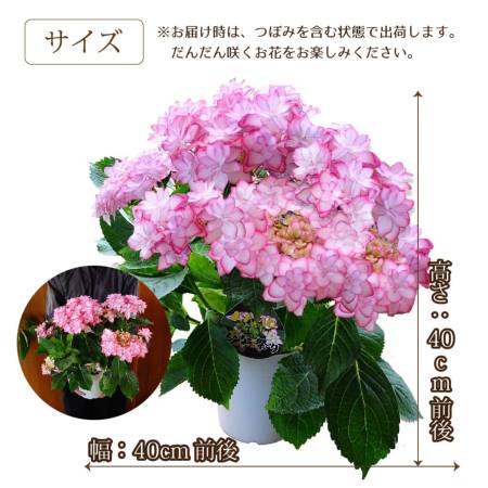 大人気定番商品 産地直送 あじさいの鉢植え ひな祭り 5号鉢 母の日に贈る花 鉢花