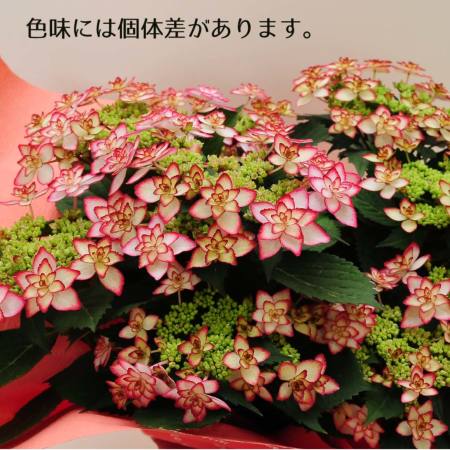 楽天市場】【現品発送M324】【開花株】アジサイ（紫陽花