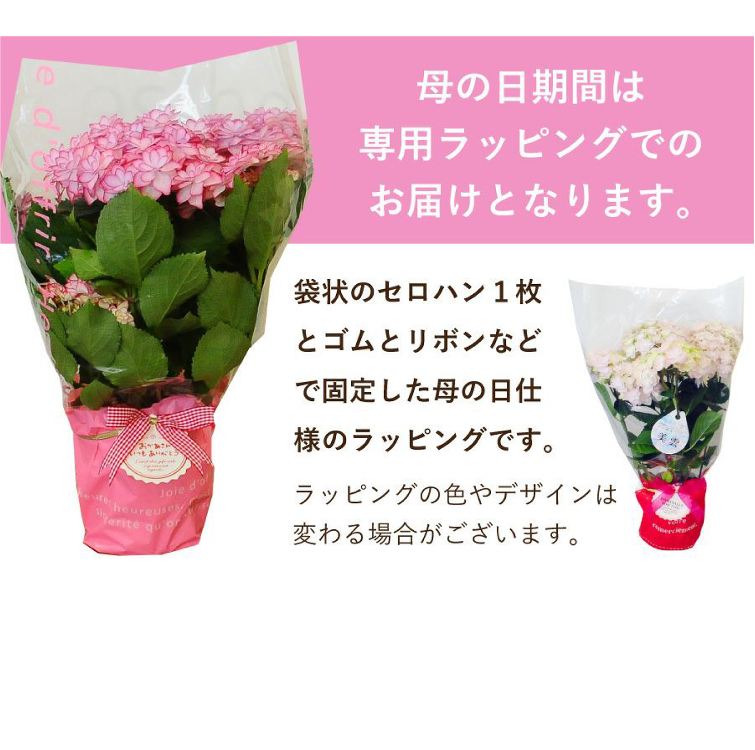 母の日 あじさいの鉢植え 5号鉢 色おまかせ 母の日に贈る花 アジサイ