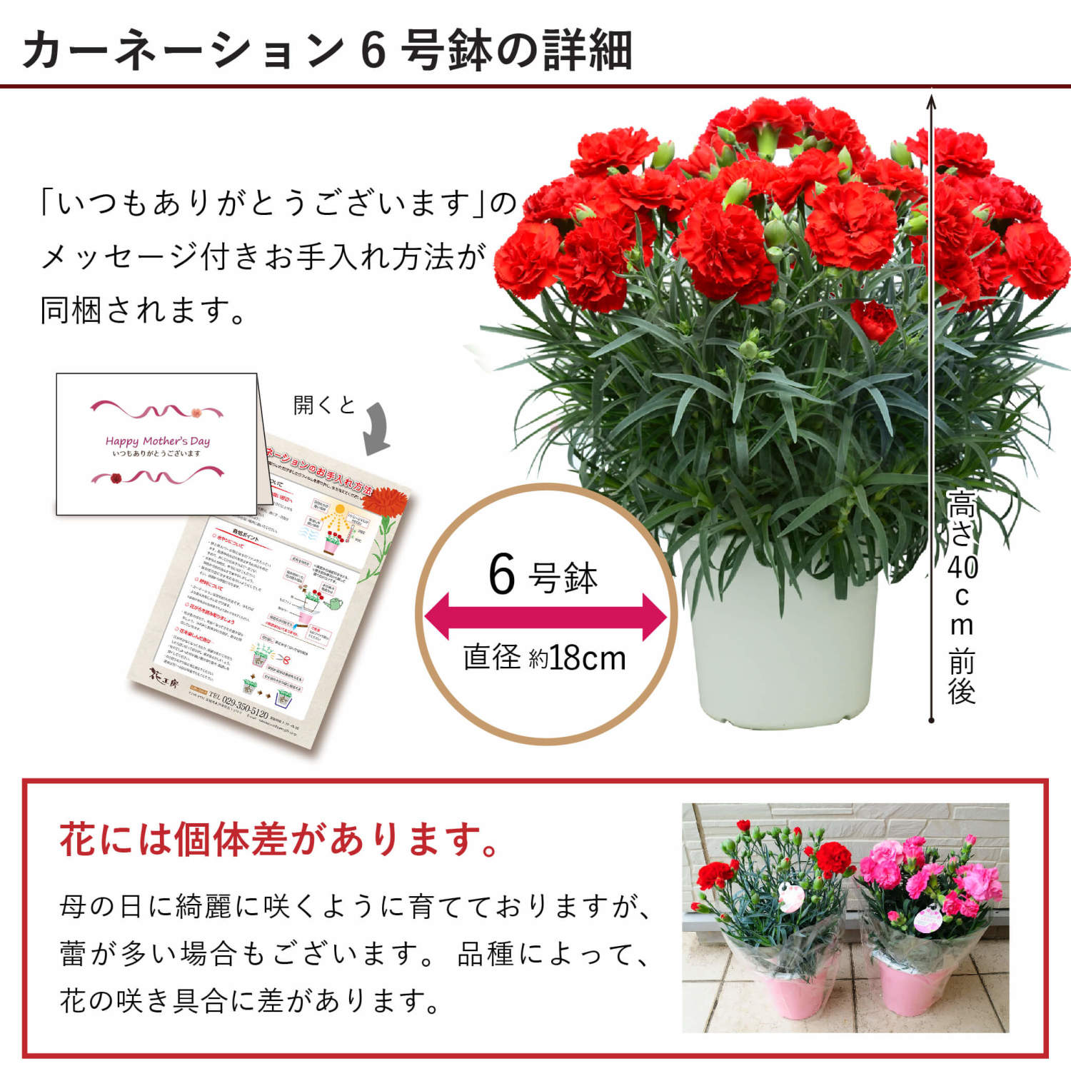 母の日 遅れてごめんね 産地直送 おまかせ カーネーション6号鉢 母の日
