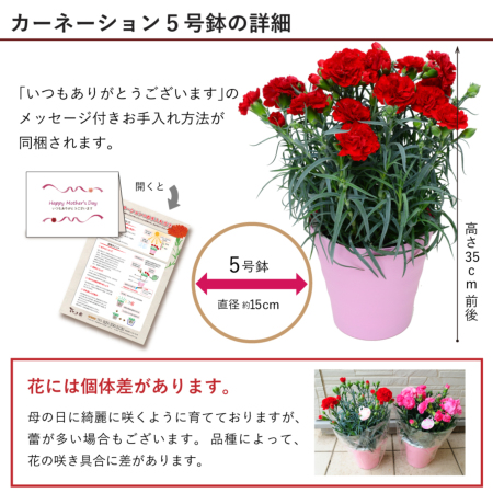 母の日 遅れてごめんね 産地直送 カーネーションの鉢花 おまかせ 5号鉢