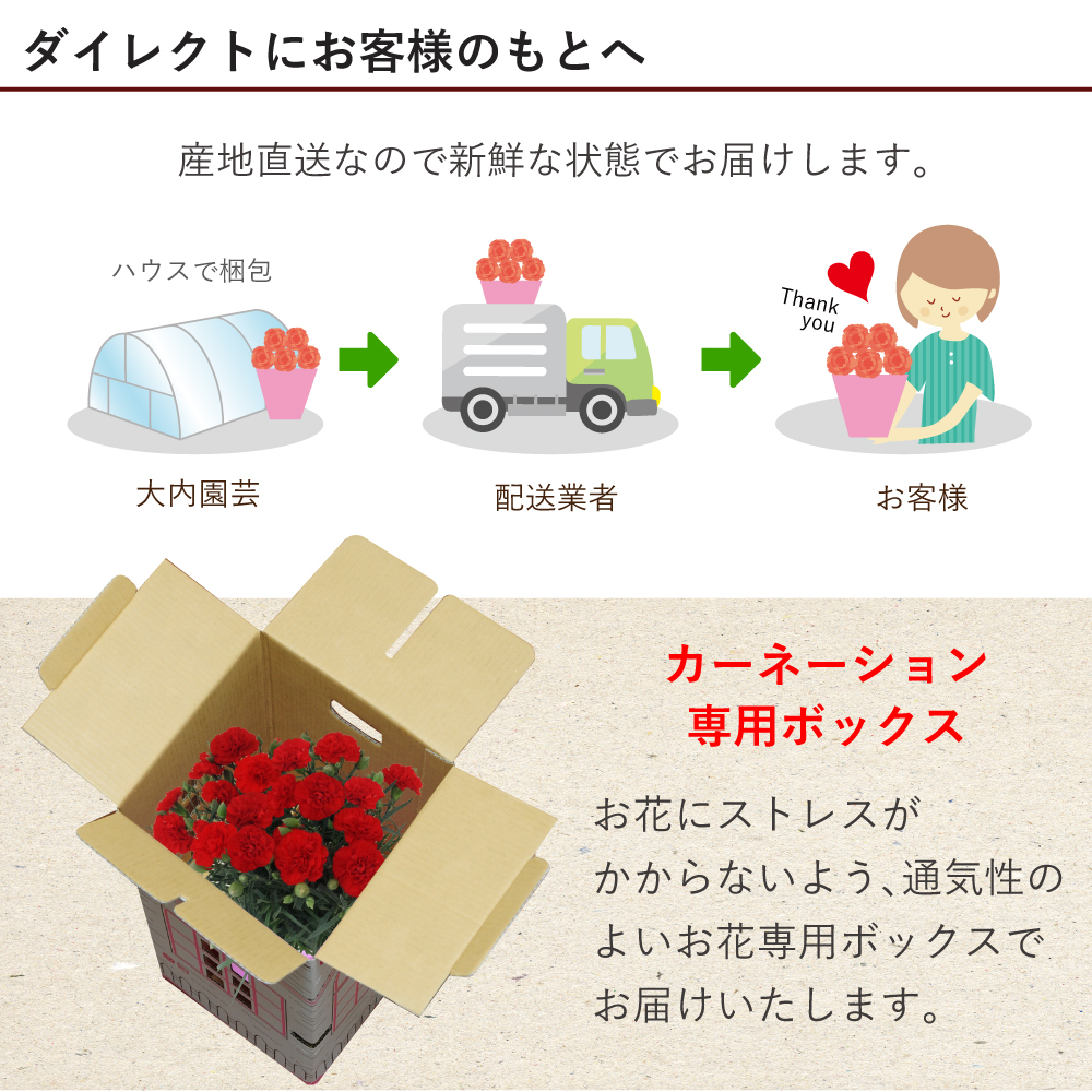 母の日 遅れてごめんね 産地直送 カーネーションの鉢花 おまかせ 5号鉢