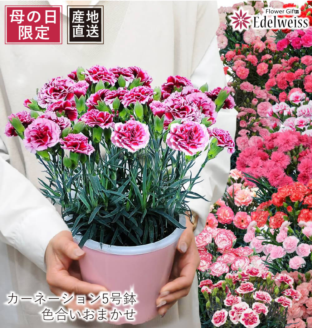 母の日 遅れてごめんね 産地直送 カーネーションの鉢花 おまかせ 5号鉢