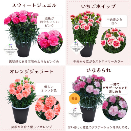 母の日 産地直送 カーネーションの鉢花 5号鉢 スタンダード 25色 母の