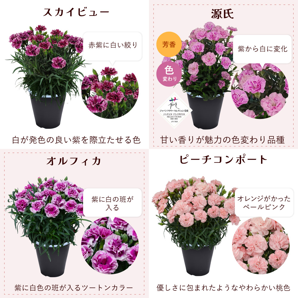 母の日 産地直送 カーネーションの鉢花 5号鉢 スタンダード 25色 母の