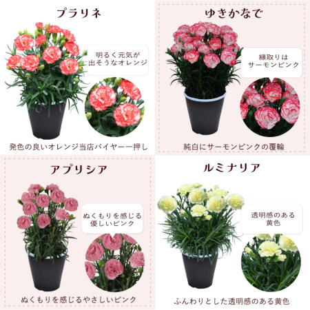 母の日 産地直送 カーネーションの鉢花 5号鉢 スタンダード 25色 母の
