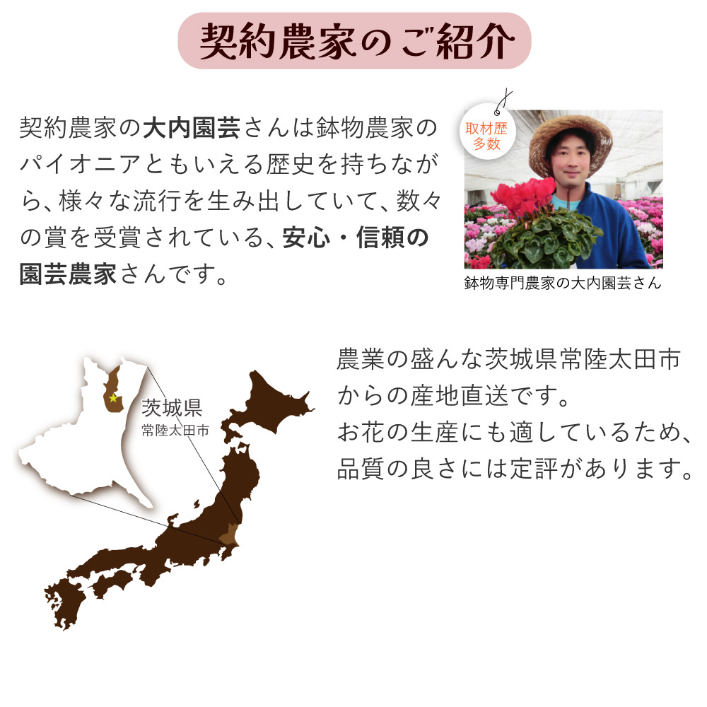 母の日 産地直送 カーネーションの鉢花 5号鉢 スタンダード 25色 母の