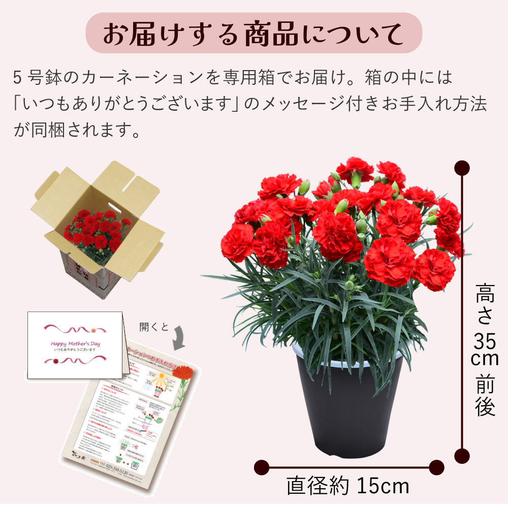 母の日 産地直送 カーネーションの鉢花 5号鉢 スタンダード 25色 母の