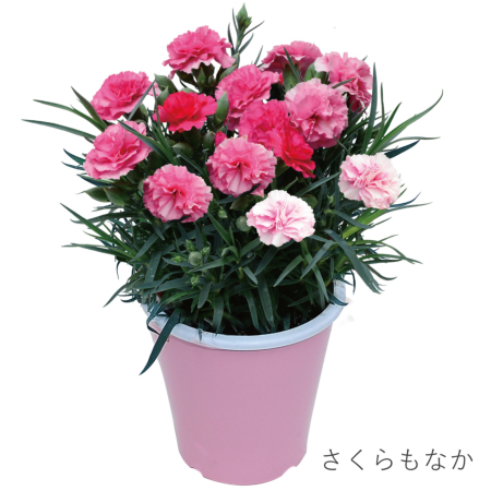 油絵　額入り　F8「母の日のカーネーション」 油絵 額入り F8「母の日のカーネーション」 油絵 額入り F8「母の日