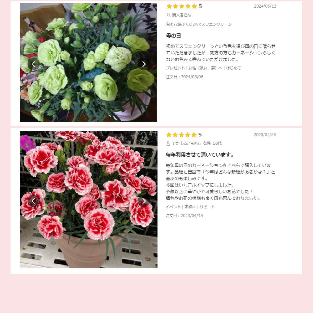 母の日 産地直送 カーネーションの鉢花 5号鉢 スタンダード 25色 母の