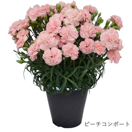 母の日 遅れてごめんね 産地直送 カーネーションの鉢花 5号鉢