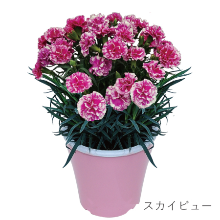 産地直送 カーネーションの鉢花 5号鉢 スタンダード 22色 母の日 産地直送 カーネーションの鉢花 5号鉢 スタンダード 22色 母の日