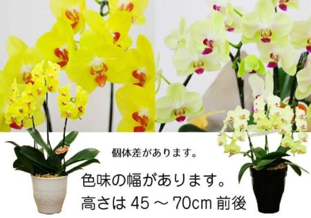 ミディ胡蝶蘭3本立＜イエロー・オレンジ系＞ - 【あすに届ける