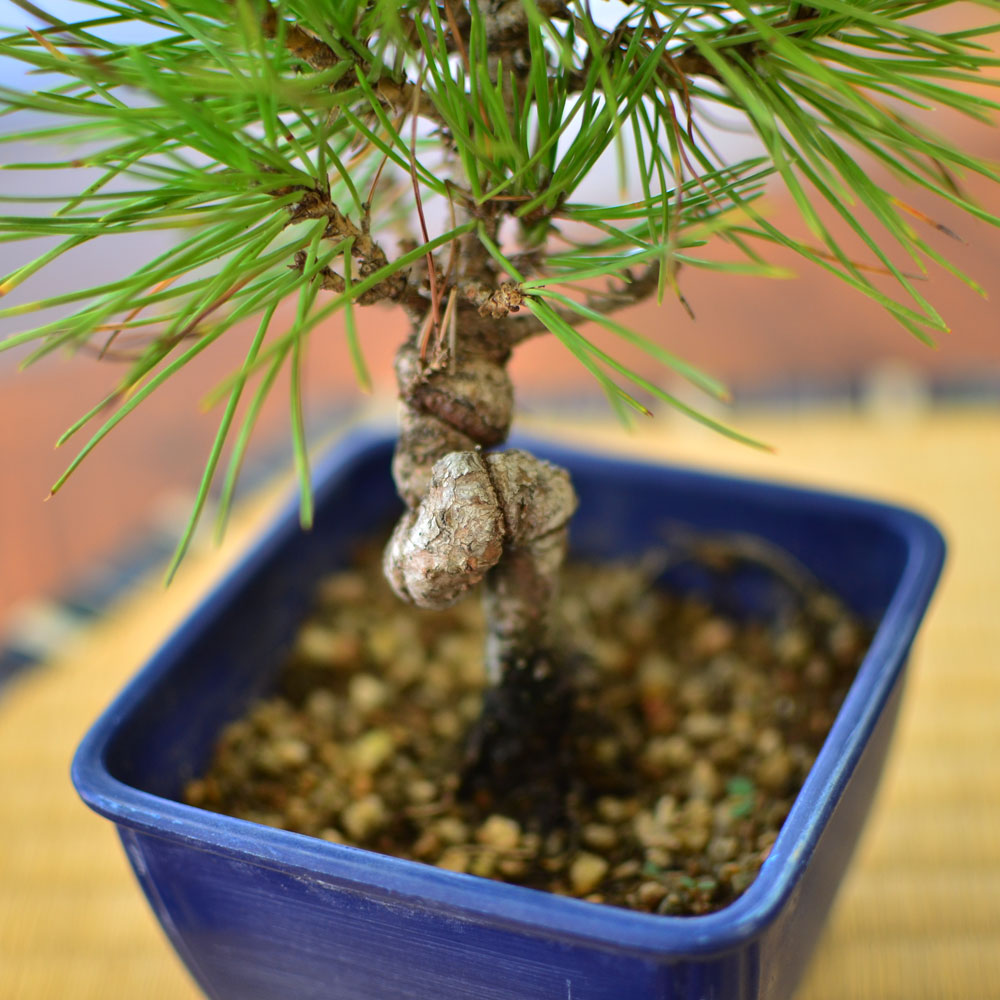 黒松のミニ盆栽 観葉植物 ハウスプランツ | エーデルワイス【花の