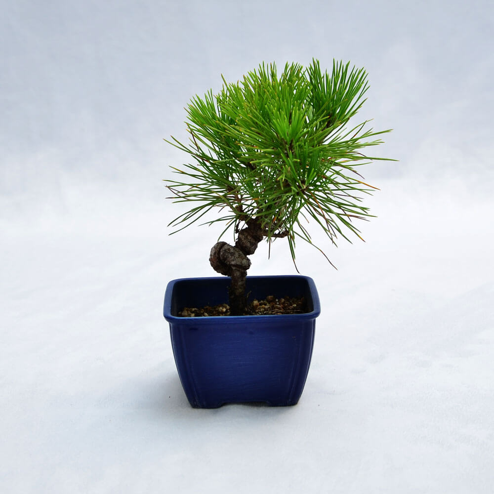 黒松のミニ盆栽 観葉植物 ハウスプランツ | エーデルワイス【花の