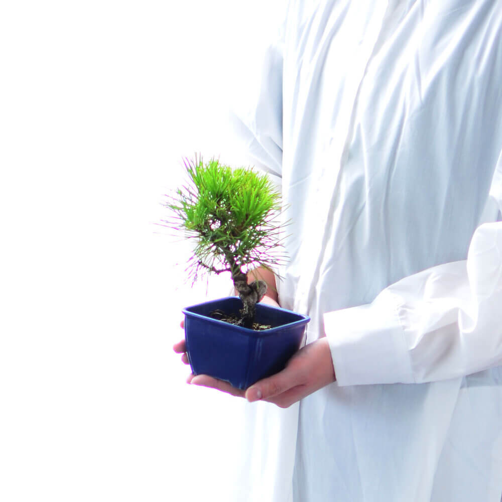 黒松のミニ盆栽 観葉植物 ハウスプランツ | エーデルワイス【花の