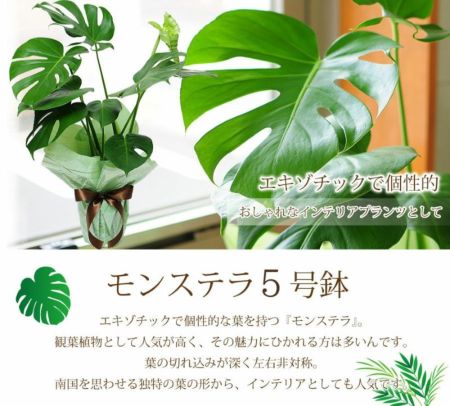 観葉植物 鉢 フラワーギフト モンステラ 5号鉢 観葉植物 ハウスプランツ | エーデルワイス【花の贈り物】 フラワーギフト通販 花宅配 水戸市