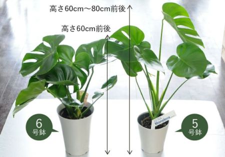 観葉植物 鉢 フラワーギフト モンステラ 5号鉢 観葉植物 ハウスプランツ | エーデルワイス【花の贈り物】 フラワーギフト通販 花宅配 水戸市