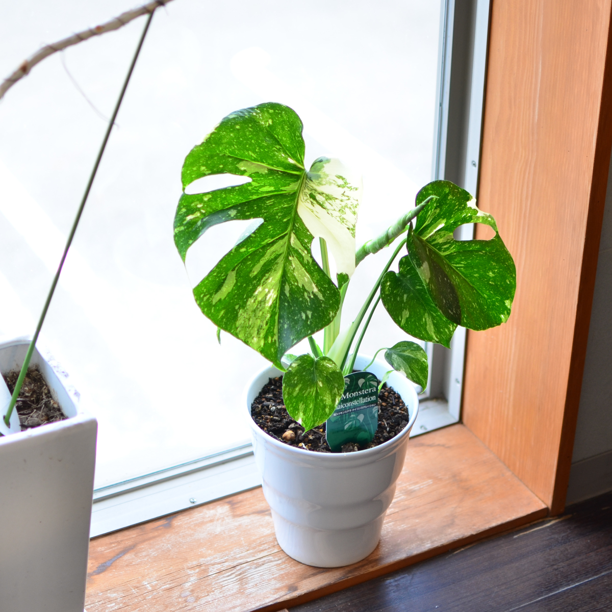 観葉植物 斑入りモンステラ 6号鉢 陶器鉢 観葉植物とは 観葉植物の効果