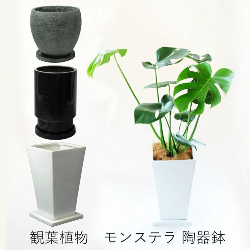 引取限定】モンステラ 陶器鉢いり 【公式通販】