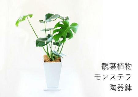 観葉植物 陶器鉢 フラワーギフト インテリア モンステラ陶器鉢
