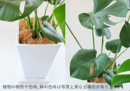 いま人気のアイテム 観葉植物 陶器鉢 フラワーギフト インテリア モンステラ陶器鉢 モンステラ・ポトス