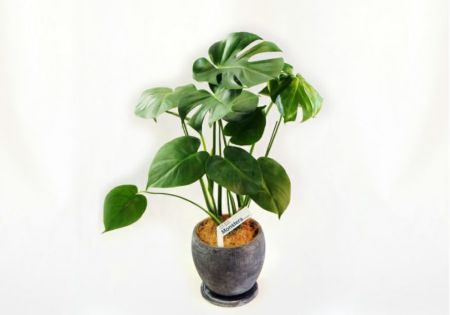 観葉植物 陶器鉢 フラワーギフト インテリア モンステラ陶器鉢