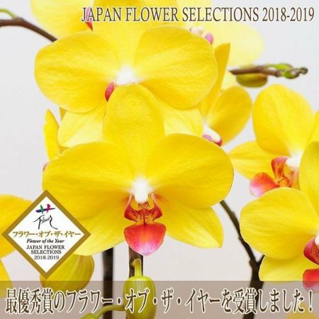 黄色の胡蝶蘭 鉢植え　胡蝶蘭　ナオミゴールド　5.5寸　1鉢 ミディコチョウラン（胡蝶蘭）：ナオミゴールド2本立ち 4号