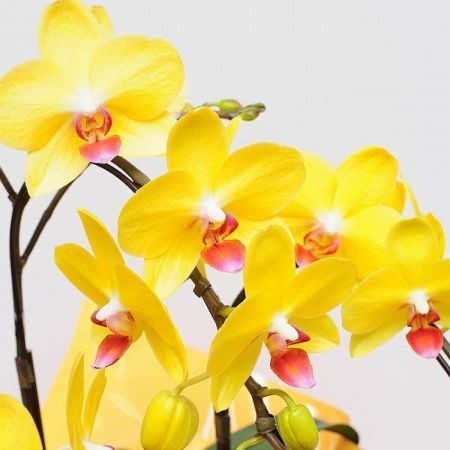 ミディ胡蝶蘭 ナオミゴールド 3本立 胡蝶蘭・ミディ胡蝶蘭