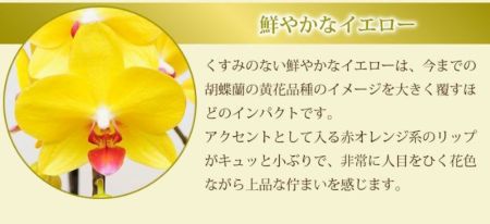 ミディ胡蝶蘭 ナオミゴールド 3本立 胡蝶蘭・ミディ胡蝶蘭