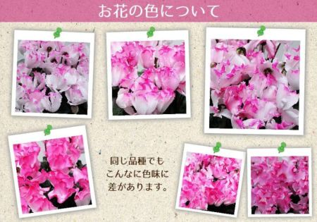 産地直送 シクラメン ノーネームピンク 5号鉢 鉢花・鉢植え