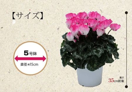 産地直送 シクラメン ノーネームピンク 5号鉢 鉢花・鉢植え