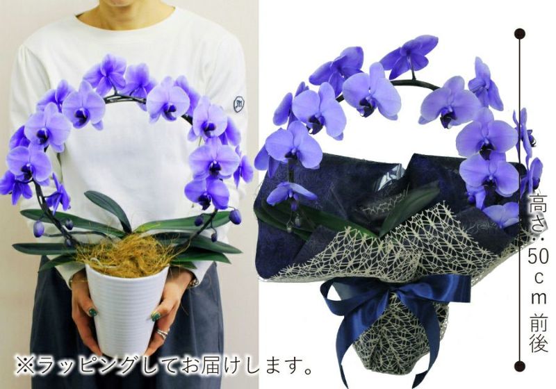 胡蝶蘭パープル エレガンスアーチ 胡蝶蘭・ミディ胡蝶蘭 