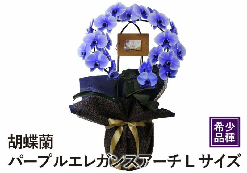 胡蝶蘭 パープル エレガンスアーチ Lサイズ 胡蝶蘭・ミディ胡蝶蘭 