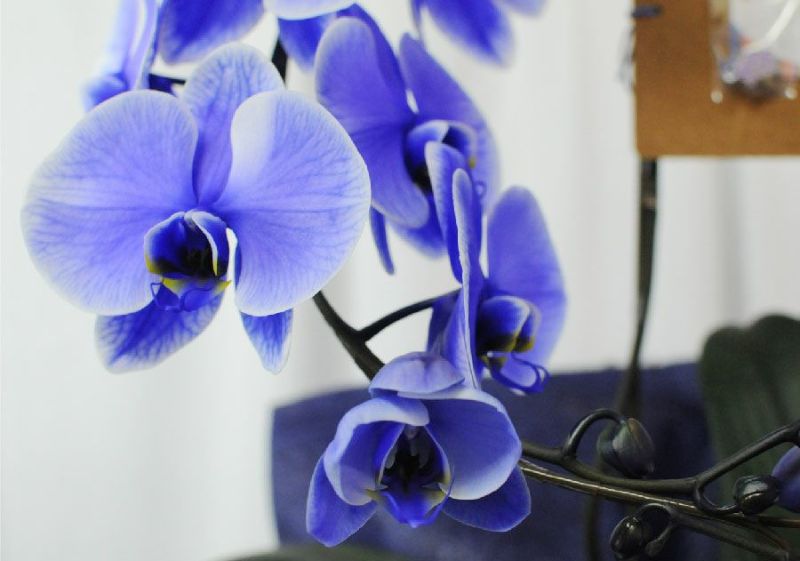 胡蝶蘭 パープル エレガンスアーチ Lサイズ 胡蝶蘭・ミディ胡蝶蘭