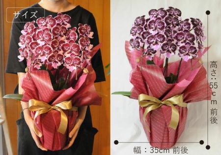 ミディ胡蝶蘭 ショコラティエ 3本立 胡蝶蘭・ミディ胡蝶蘭