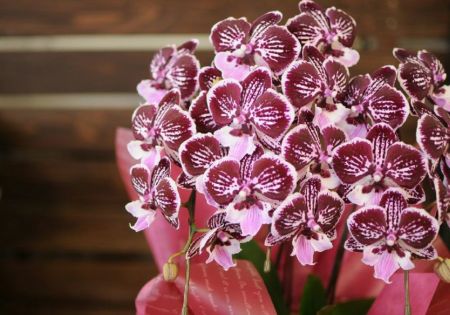 ミディ胡蝶蘭 ショコラティエ 3本立 胡蝶蘭・ミディ胡蝶蘭