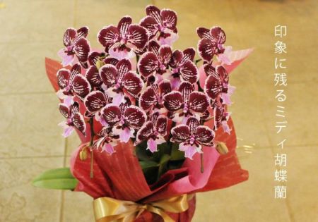 ミディ胡蝶蘭 ショコラティエ 3本立 胡蝶蘭・ミディ胡蝶蘭