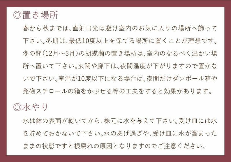 ミディ胡蝶蘭 ショコラティエ 3本立 胡蝶蘭・ミディ胡蝶蘭