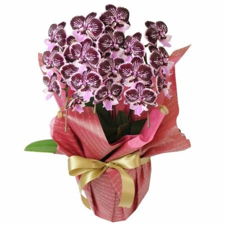 胡蝶蘭　ショコラティエ ミディ胡蝶蘭 ショコラティエ 3本立 胡蝶蘭・ミディ胡蝶蘭