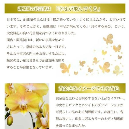 ミディ胡蝶蘭 ゴールデンマンボ 3本立 胡蝶蘭・ミディ胡蝶蘭