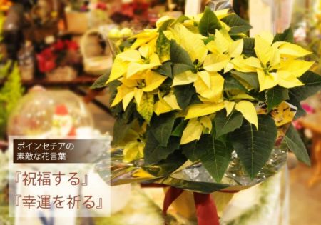 ポインセチア イエロー 5号鉢 鉢花・鉢植え・寄せ鉢
