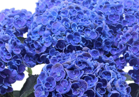 産地直送 あじさいの鉢植え ホップコーン5号鉢 母の日に贈る花