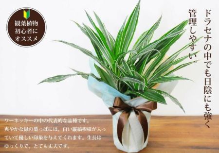 観葉植物 ドラセナ ワーネッキー 6号鉢 観葉植物 ハウスプランツ | エーデルワイス【花の贈り物】 フラワーギフト通販 花宅配 水戸市