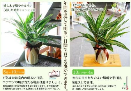 観葉植物 ドラセナ ワーネッキー 6号鉢 観葉植物 ハウスプランツ 観葉植物 ドラセナ ワーネッキー 6号鉢 観葉植物 ハウスプランツ
