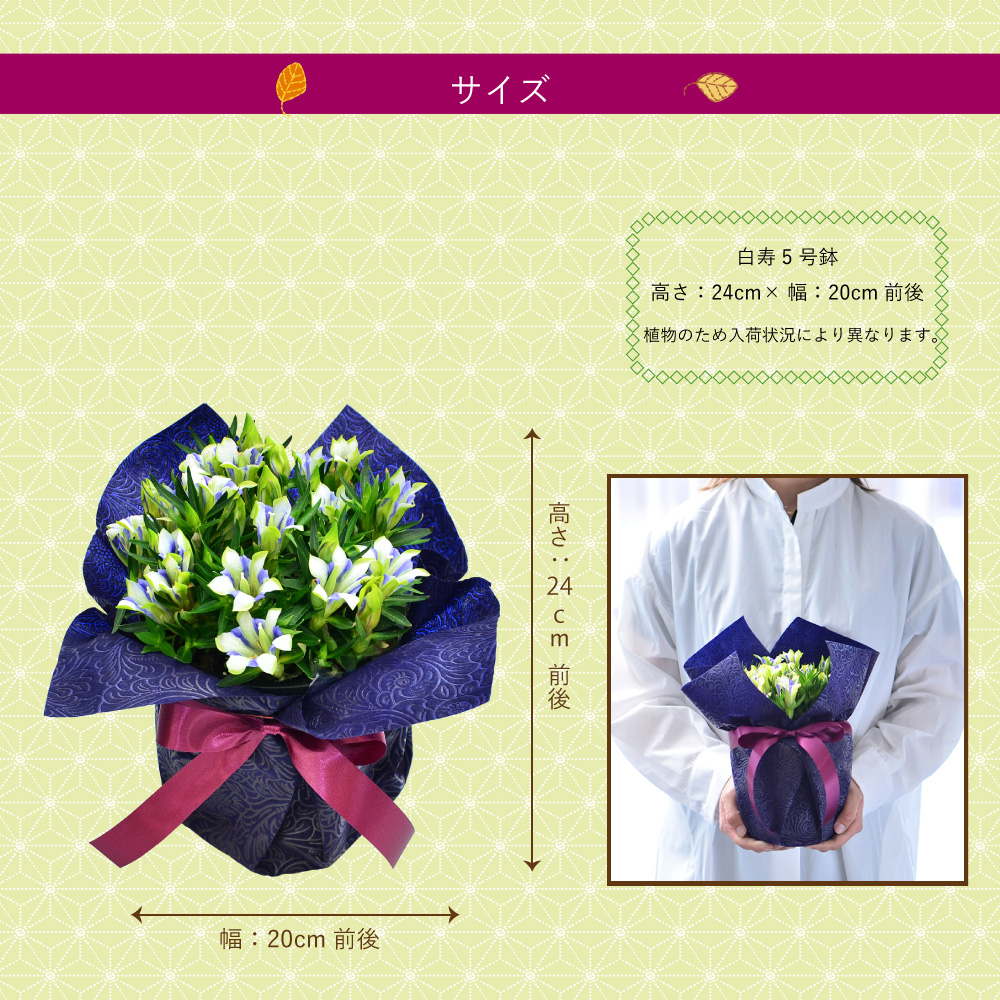 敬老の日 リンドウの鉢植え5号鉢 りんどう 白寿 敬老の日に贈る花