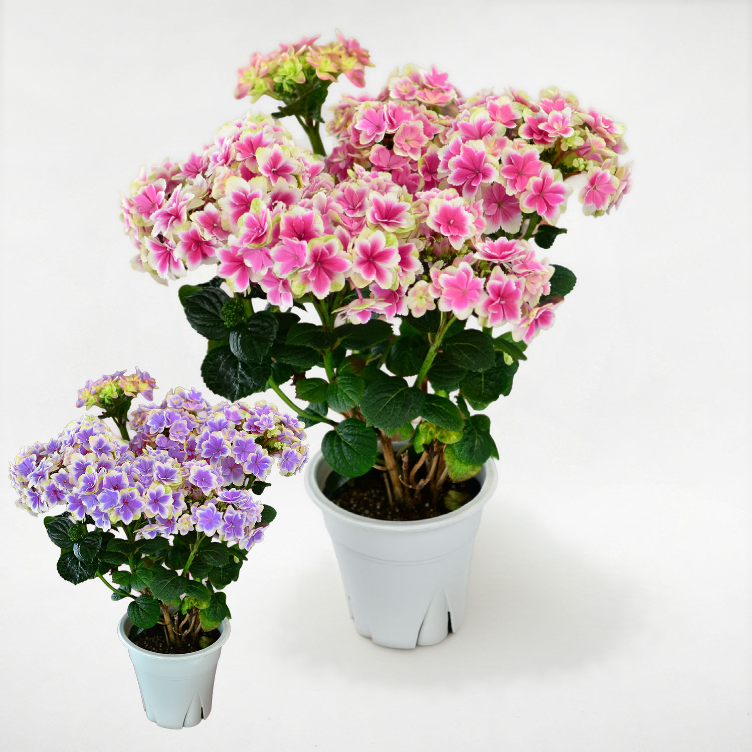 ���ԃC���[�W